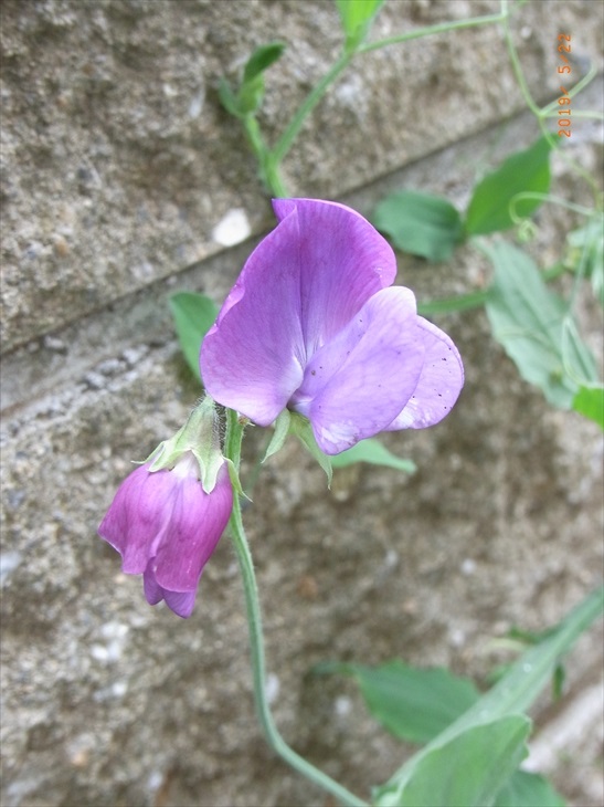 薄紫のスイートピーの花