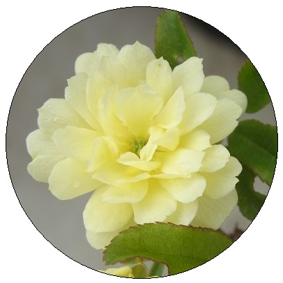 黄モッコウバラの花